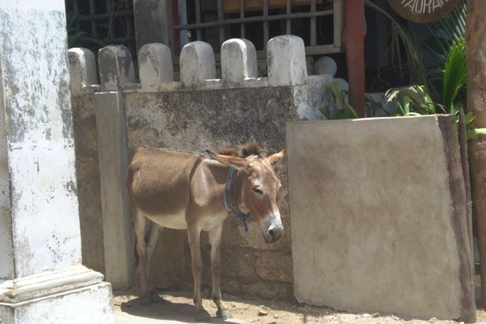 ane-rue-lamu-kenya