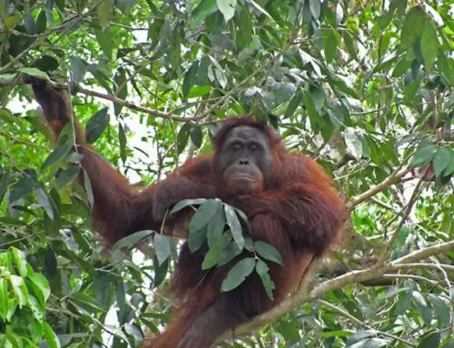 Les orangs-outans de Nyaru Menteng : un centre de réintroduction en Indonésie