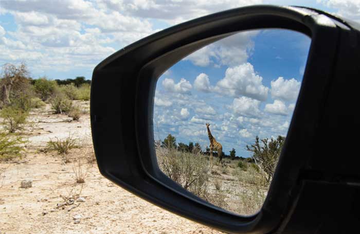 girafe-etosha-namibie