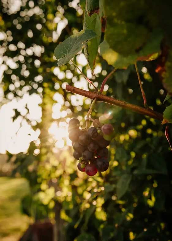 vendange-vin-casale-montferrat-italie