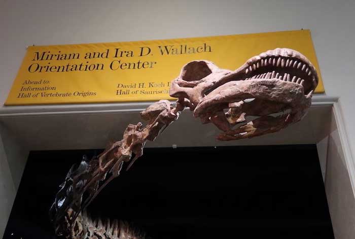 squelette-dinosaure-musee-histoire-naturelle-new-york