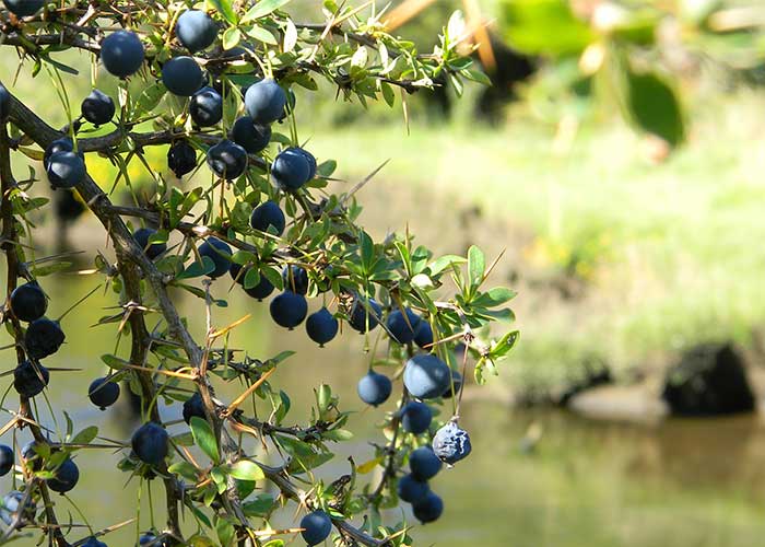 fruit-baie-calafate-argentine