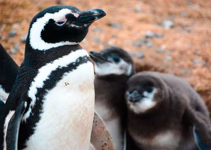 pingouin-et-manchots-patagonie