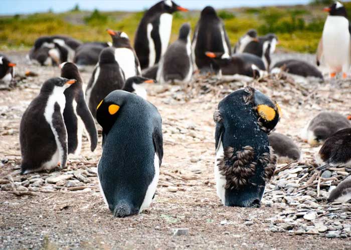 voir-pingouin-ushuaia-argentine