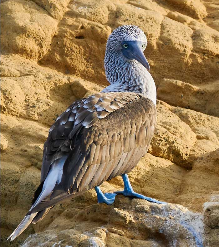 fou-a-pieds-bleus-galapagos