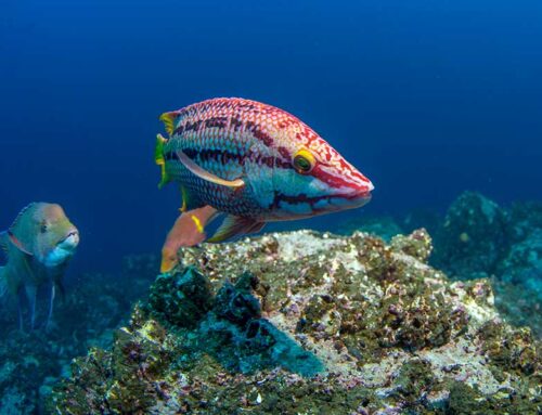 Guide complet des îles Galápagos  – Tout ce qu’il faut savoir pour préparer son voyage