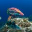 guide-voyage-complet-galapagos