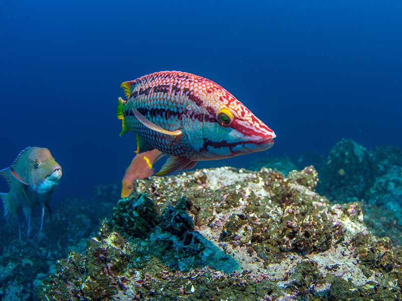 guide-voyage-complet-galapagos