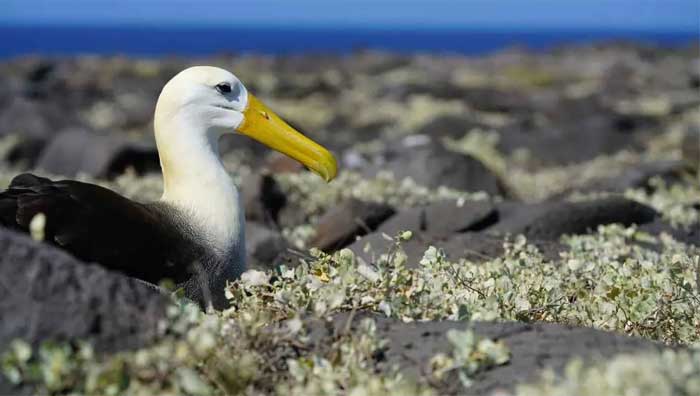 oiseau-albatros-iles-galapagos