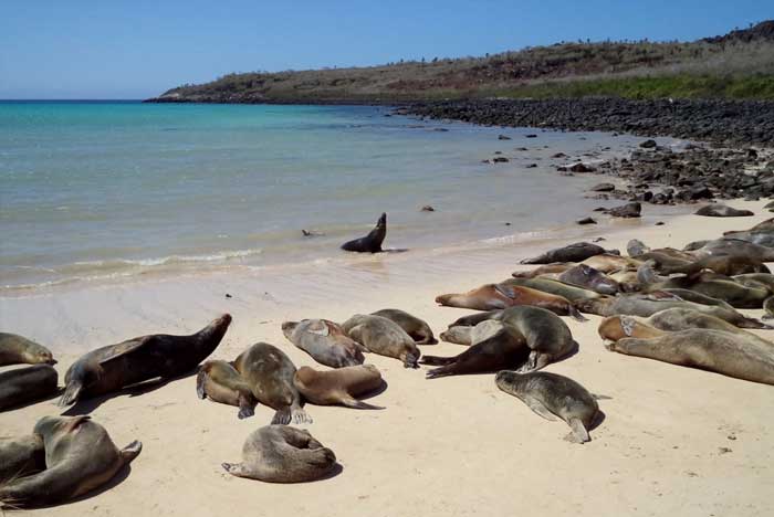 otarie-des-galapagos-au-soleil