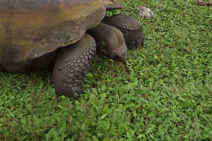 tortue-des-galapagos