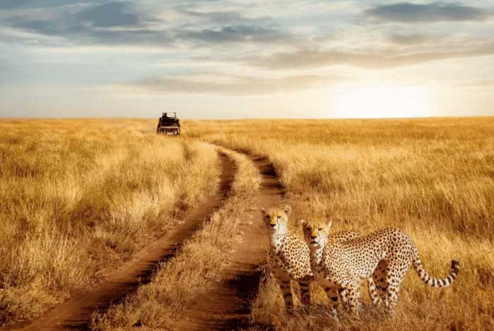 animaux-sauvage-safari-voiture-tanzanie