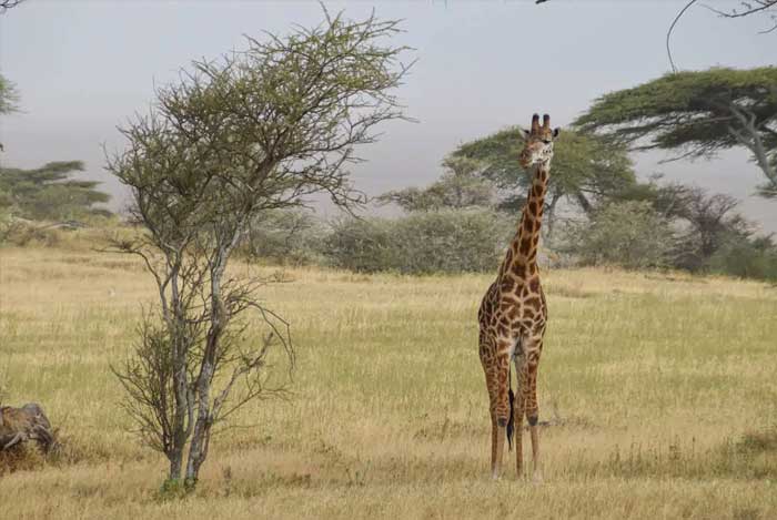 girafe-parc-national-serengeti
