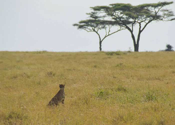 guepard-parc-serengeti