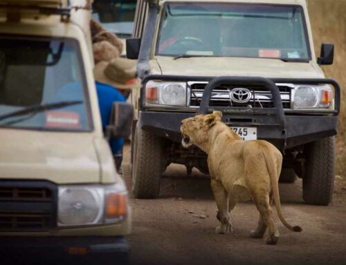 Safari en Tanzanie : tout ce qu’il faut savoir pour organiser le safari parfait