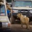 guide-complet-safari-tanzanie-2023