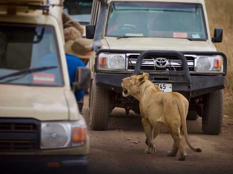 Quels animaux voir en Tanzanie ? Guide complet