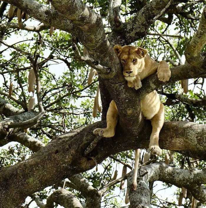 lionne-gimpe-aux-arbres-parc-manyara