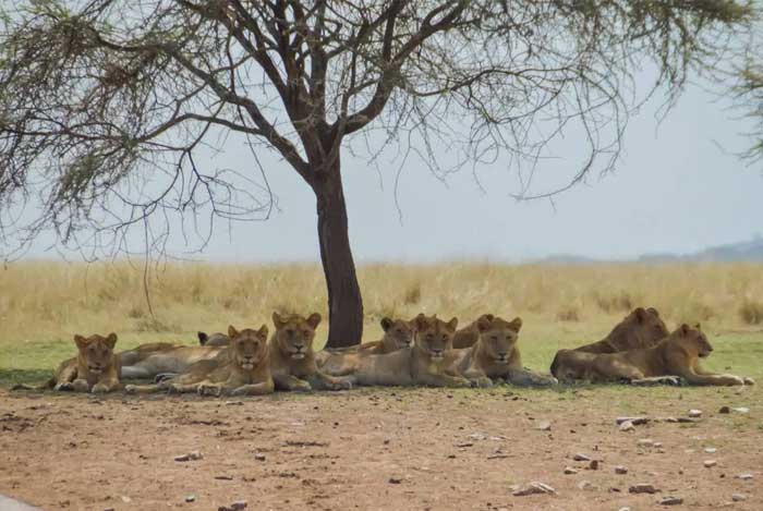 lions-a-lhombre-parc-serengeti