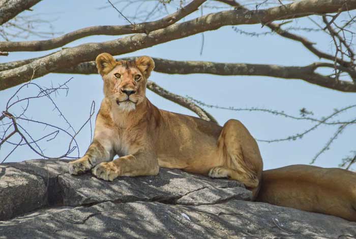 observer-des-lions-safari-tanzanie