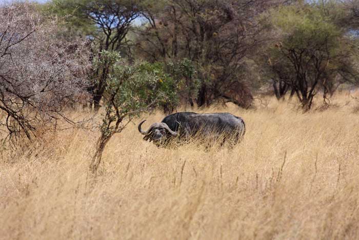 observer-gnous-savane-safari-tanzanie