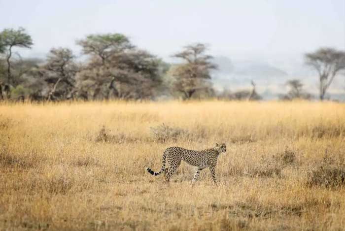 observer-guepard-savane-safari-tanzanie