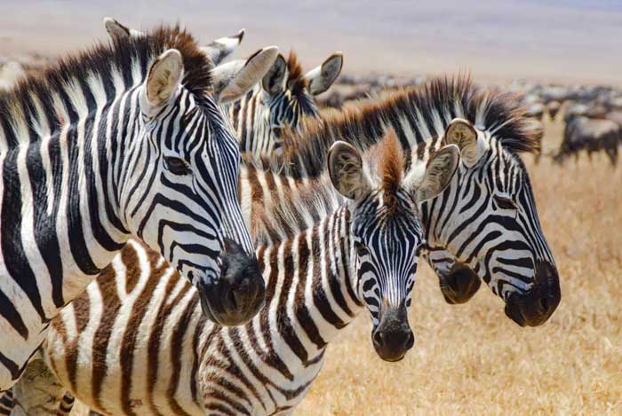 observer-zebres-savane-safari-tanzanie