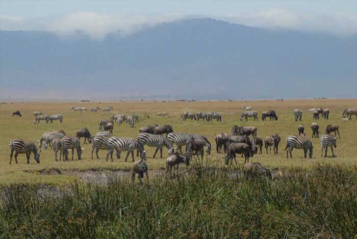 zebres-gnous-cratere-ngorongoro