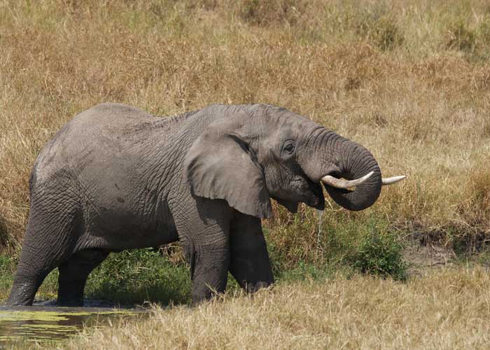 elephant-safari-tanzanie
