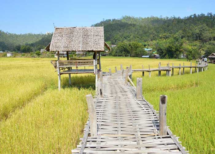 admirer-rizieres-pont-bambou-pai-thailande