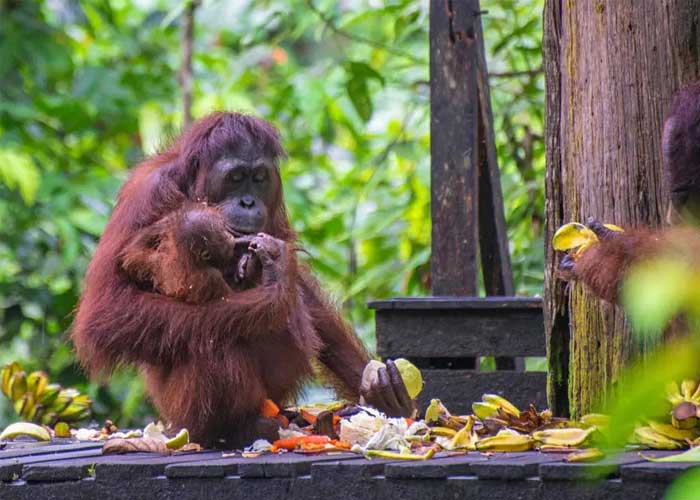 centre-rehabilitation-orang-outan-sepilok