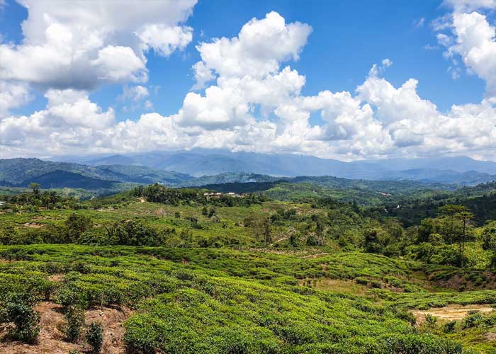 plantation-the-ranau-sabah-malaisie