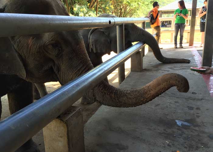 reserve-elephant-chiang-mai