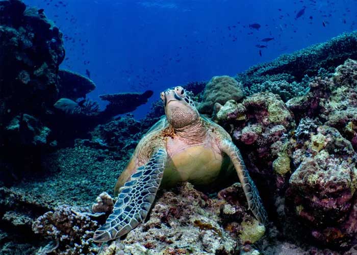 tortue-site-plongee-sipadan