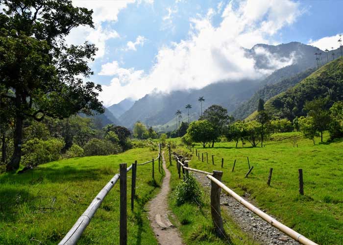 vallee-cocora-salento-colombie