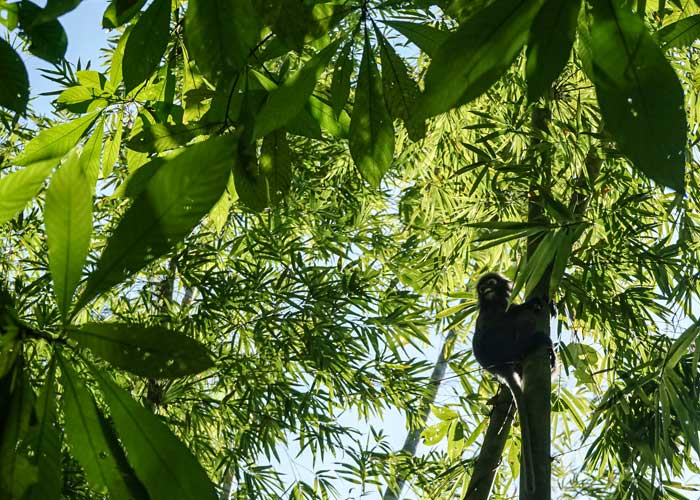 faune-parc-national-khao-sok-thailande