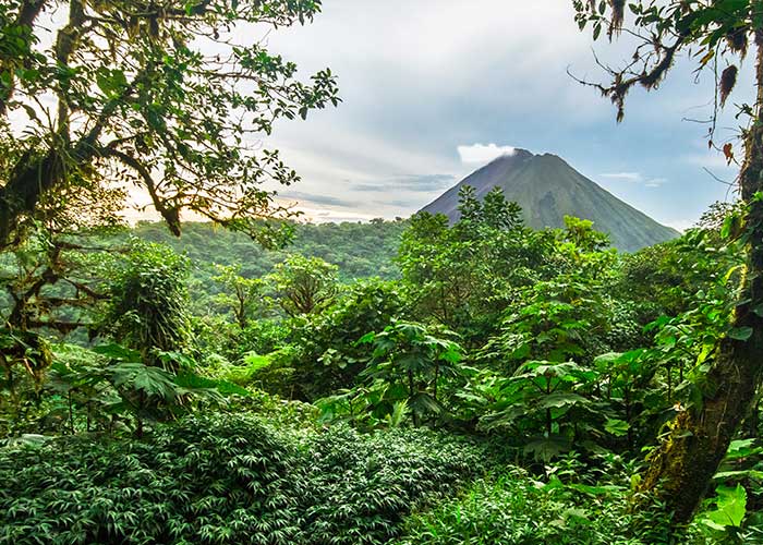 jungle-voclan-costa-rica