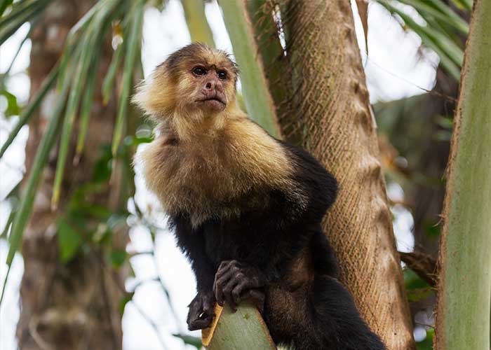 singe-jungle-costa-rica