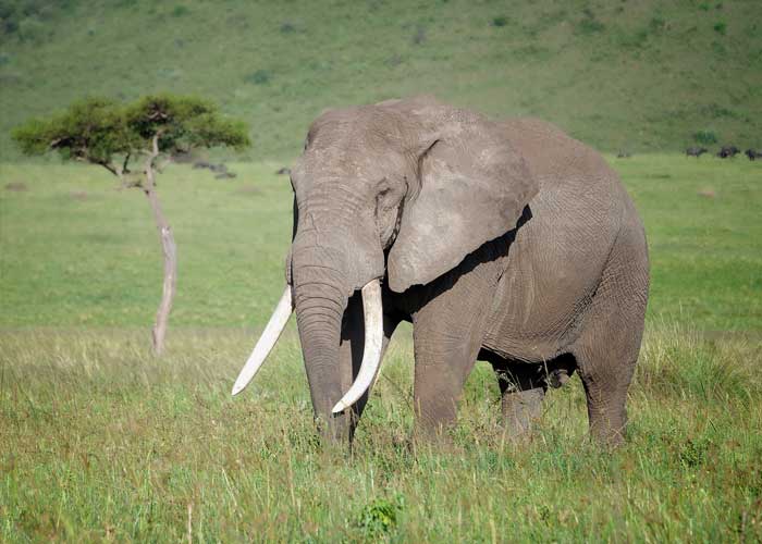 elephant-sauvage-safari-masai-mara