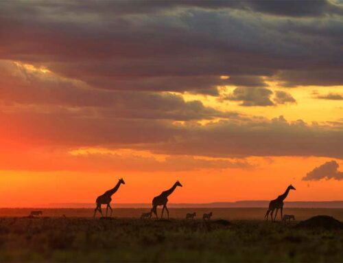 Conseils pratiques pour l’organisation d’un safari dans le Masai Mara