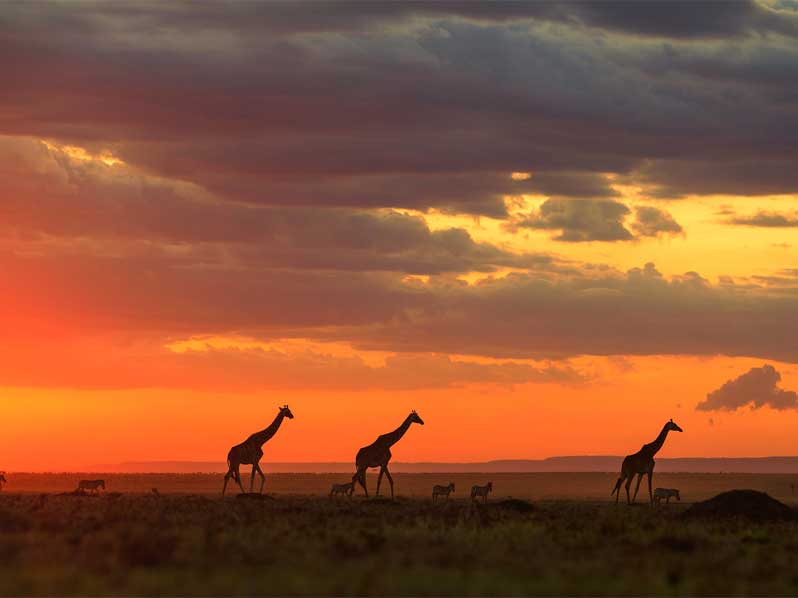 guide-complet-safari-masai-mara-kenya
