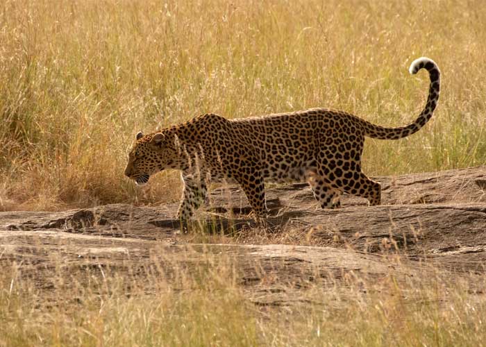 leopard-big-five-masai-mara