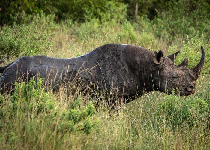 rhinoceros-noir-masai-mara-safari