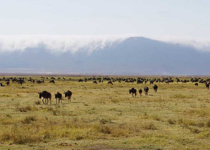 cratere-ngorongoro-tanzanie