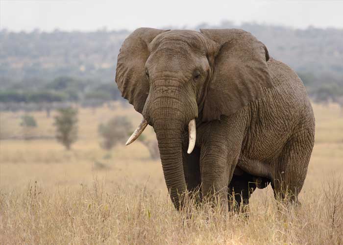 elephant-parc-tarangire-tanzanie