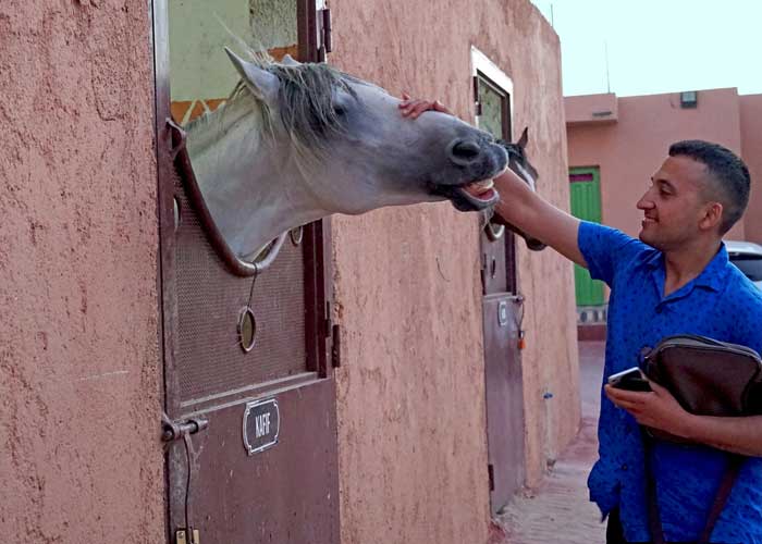 essayer-woofing-au-maroc