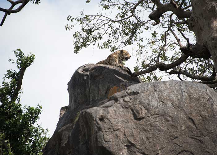 leopard-serengeti-tanzanie