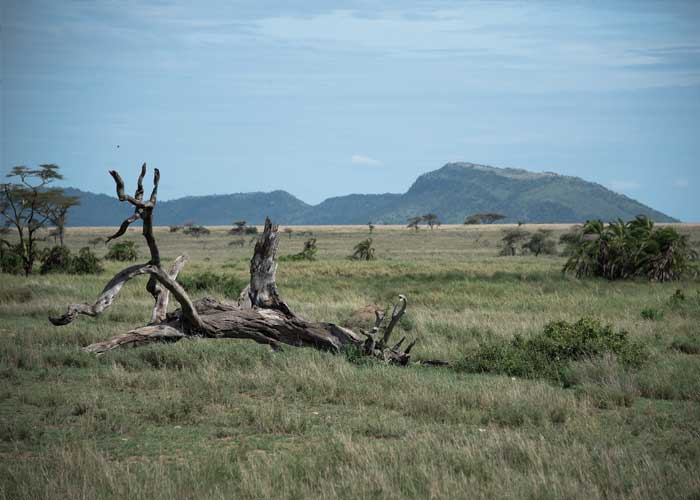 parc-national-serengeti-panorama-tanzanie