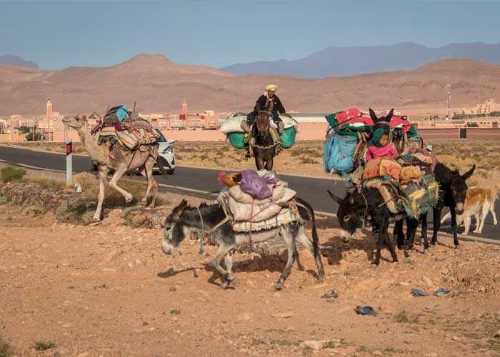 passage-chameaux-marche-berbere