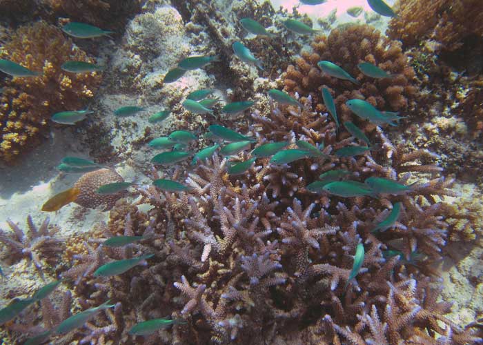 snorkeling-a-gili